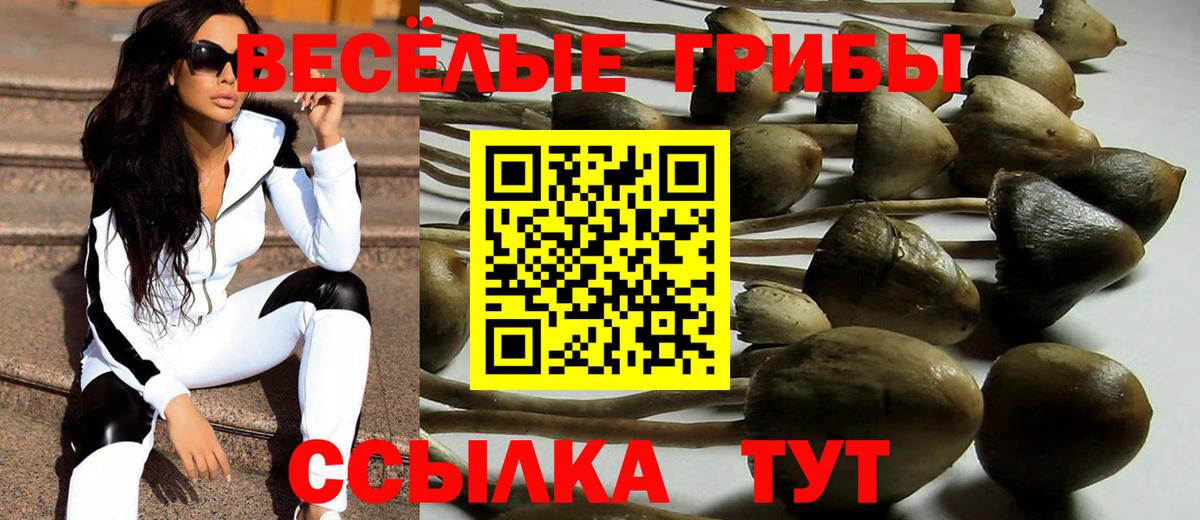 Галлюциногенные грибы Psilocybine cubensis Красноярск